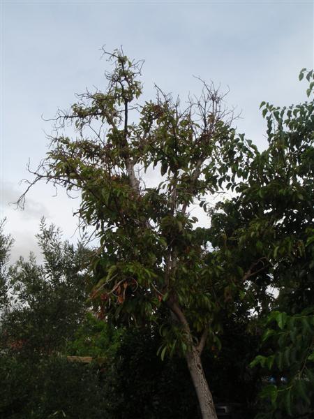 P2060419 (Medium).JPG