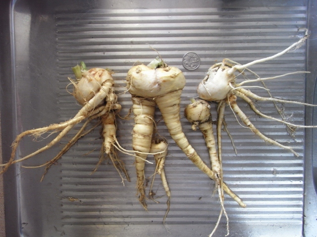 RIMG0009 (800x600) (640x480).jpg