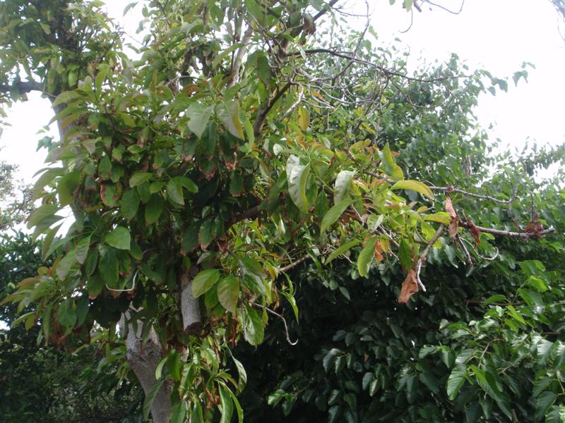 P2060420 (Medium).JPG