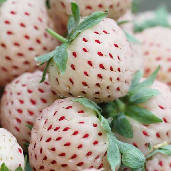 pineberry strawb.jpg