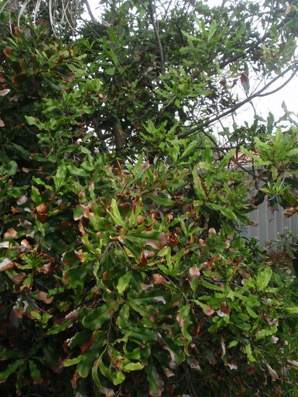 P2060421 (Medium).JPG