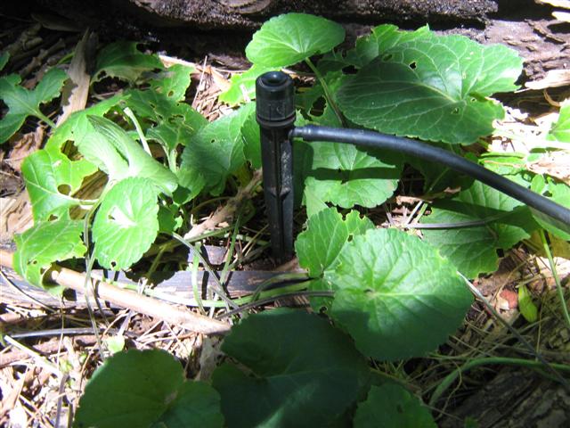 360 Deg Spectrum Jet 001 (Small).jpg