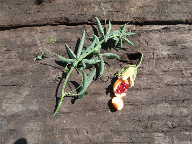 P2070430 (Medium).JPG