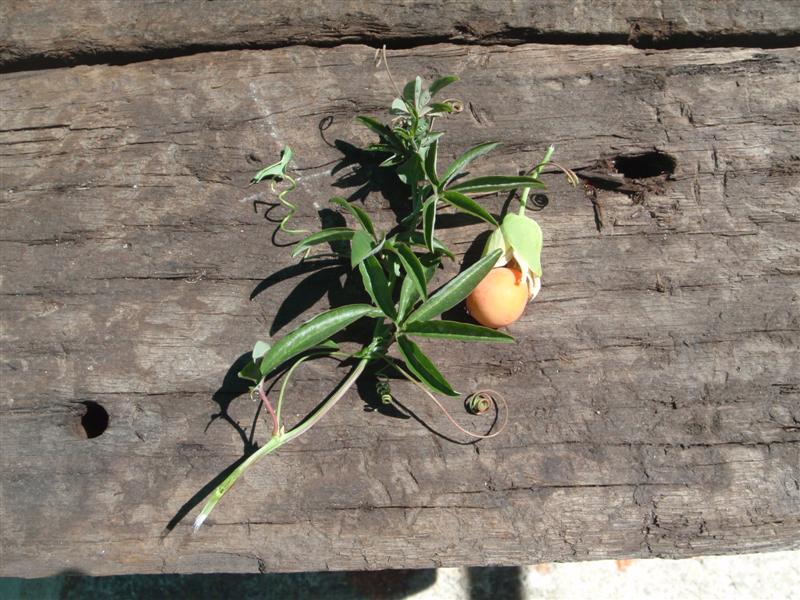 P2070428 (Medium).JPG