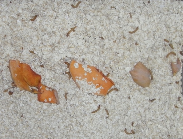 RIMG0009 (800x611) (600x458) (595x454).jpg