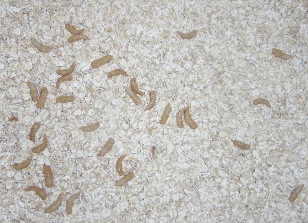 RIMG0008 (2) (800x578) (600x434).jpg