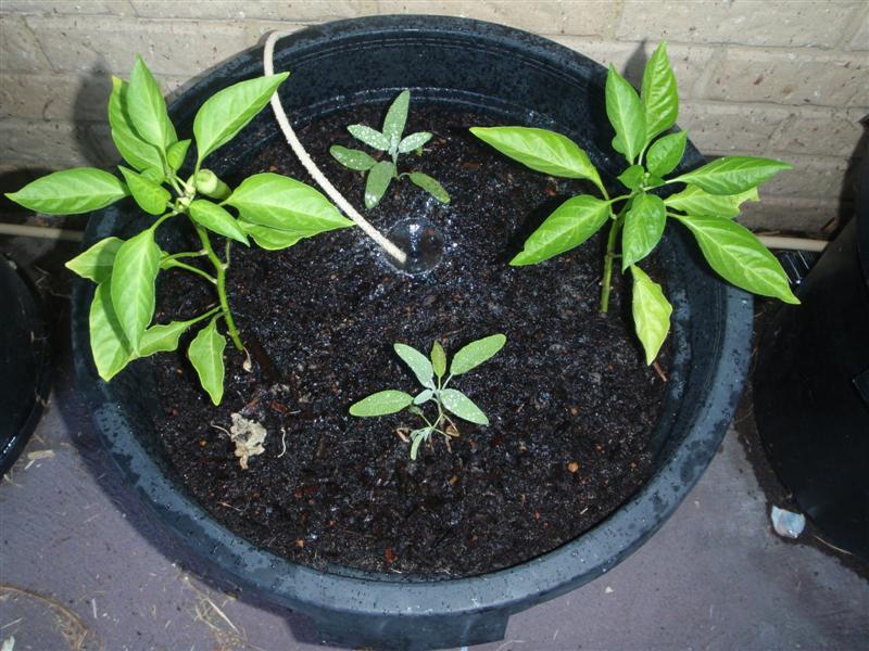 P2090431 (Medium).JPG