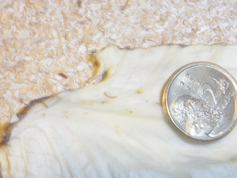 RIMG0009 (800x600).jpg