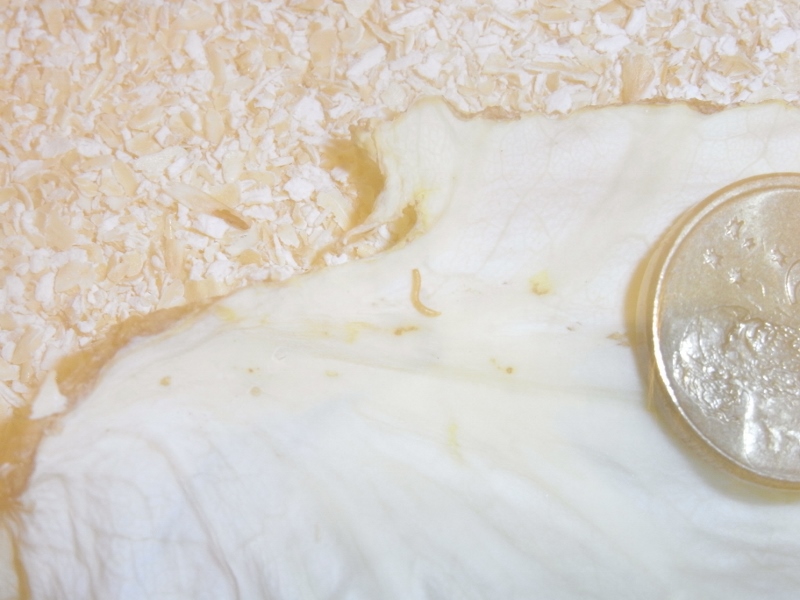 RIMG0011 (800x600).jpg