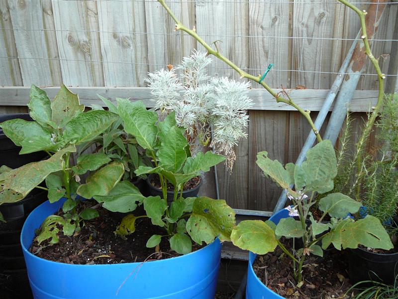 09-02-10 027 (Medium).jpg