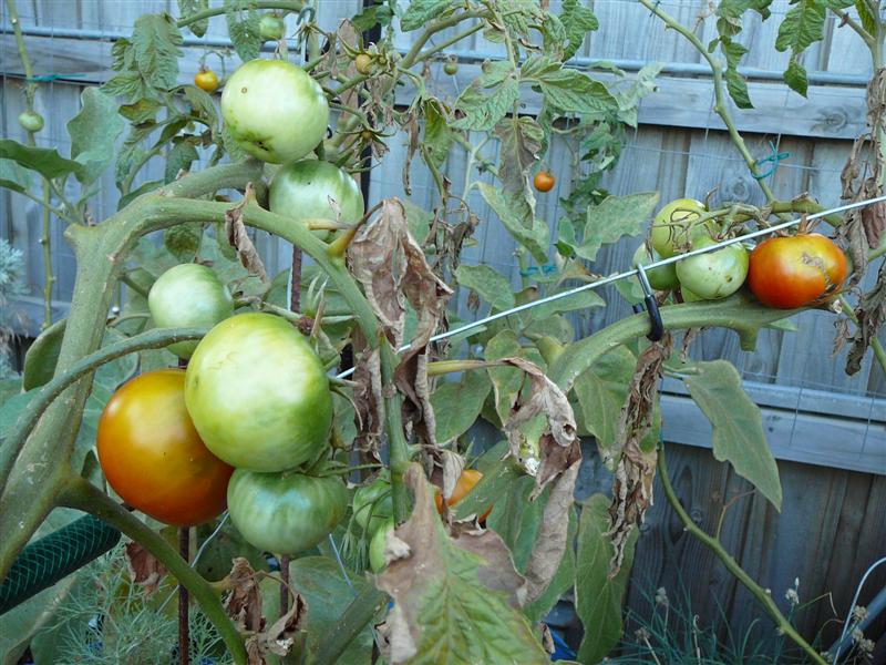 09-02-10 025 (Medium).jpg