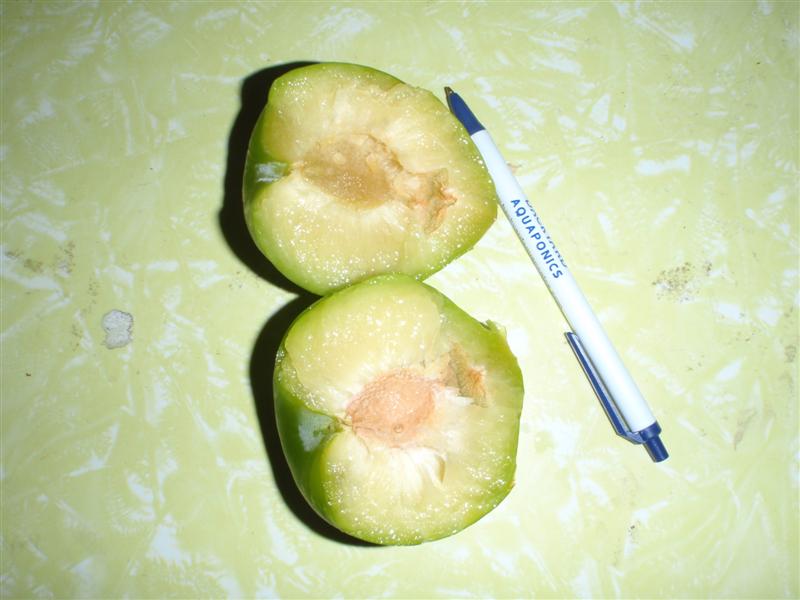 P2100438 (Medium).JPG