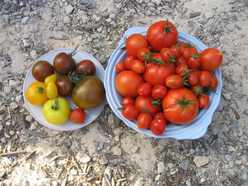 IMG_0954 (Medium).jpg