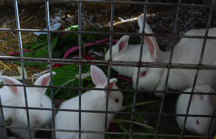 DSC_0982 c (Small).jpg