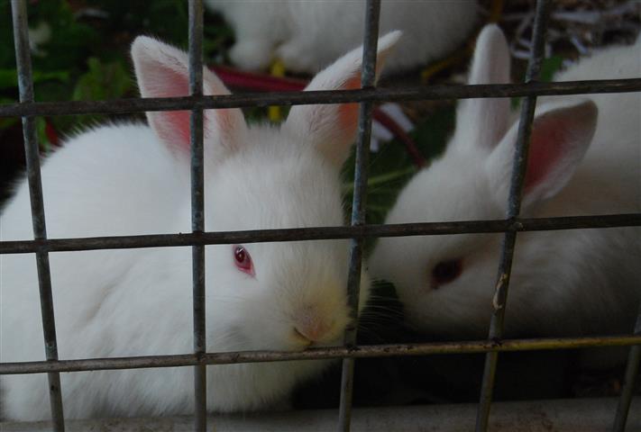 DSC_0962 c (Small).jpg