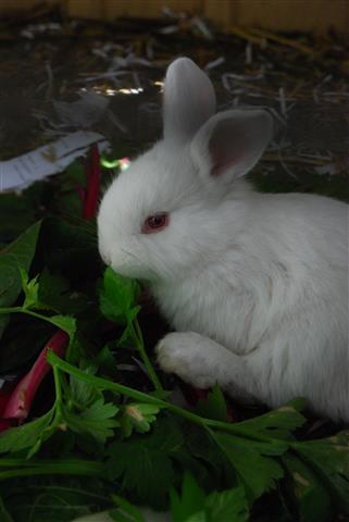 DSC_0948 (Small).JPG