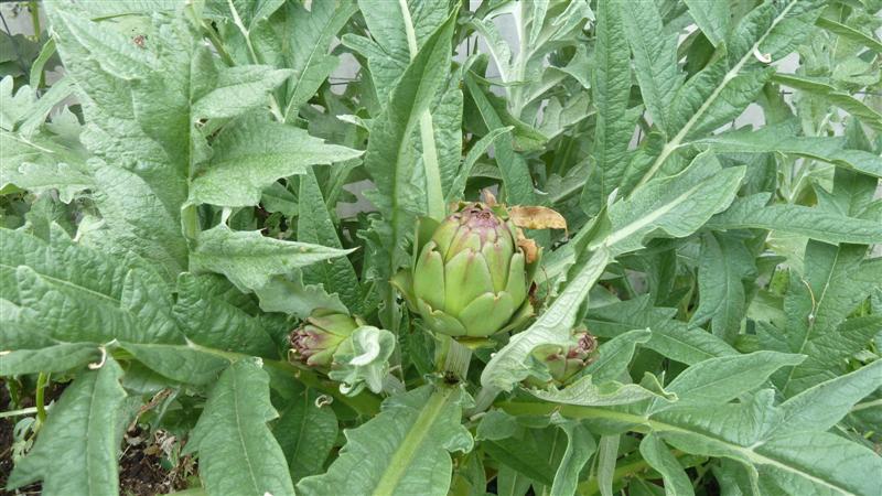 P1040102 (Medium).JPG