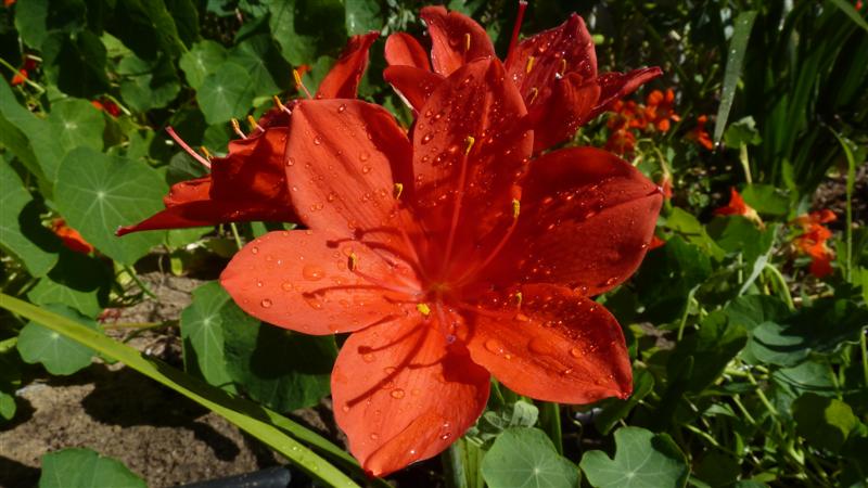 P1040109 (Medium).JPG