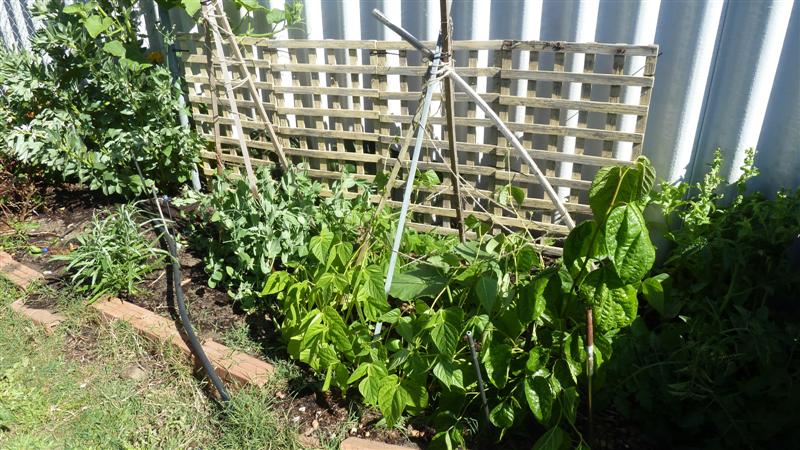 P1040113 (Medium).JPG