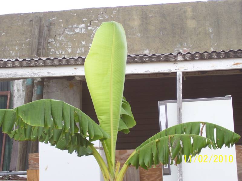 Banana-11-Feb-2010.jpg
