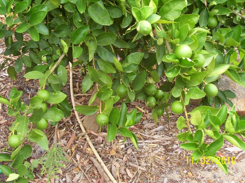 Tahitian-Lime-11-Feb-2010-2.jpg