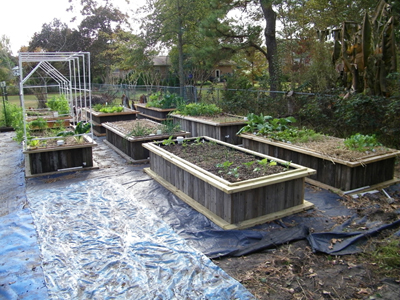 8 wicking beds small.jpg