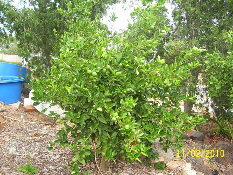 Tahitian-Lime-11-Feb-2010.jpg