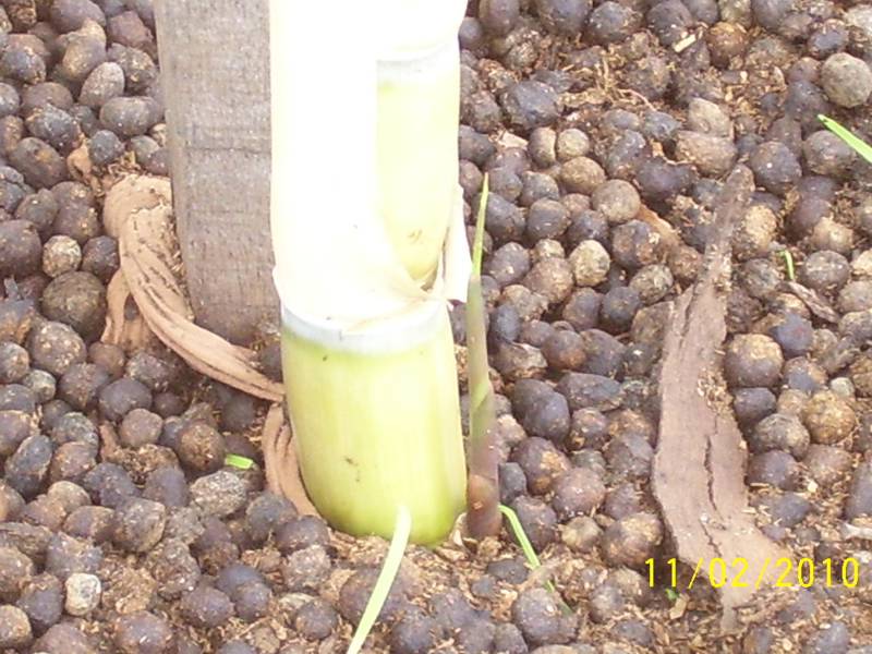Sugar-Cane-11-Feb-2010-2.jpg