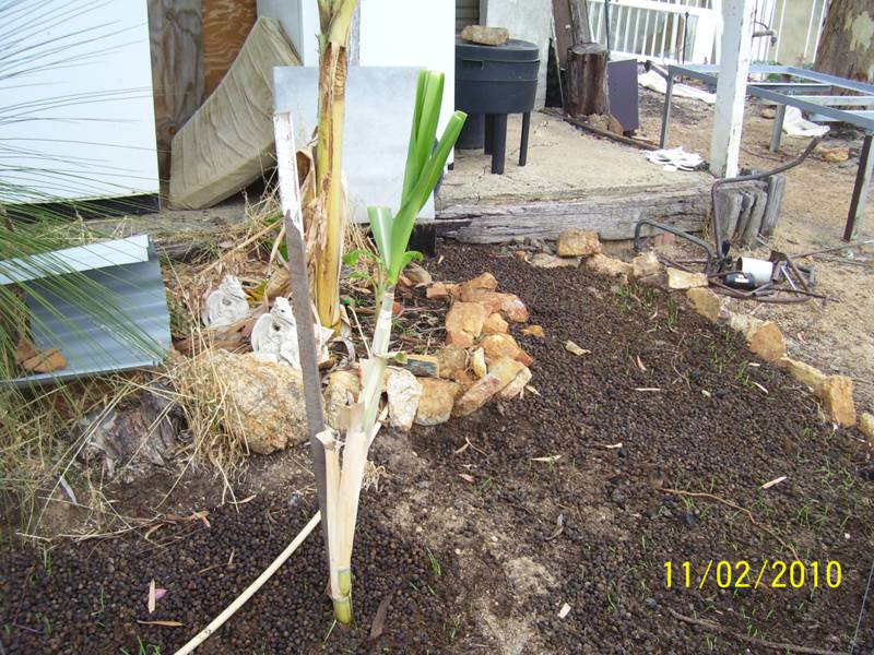 Sugar-Cane-11-Feb-2010.jpg
