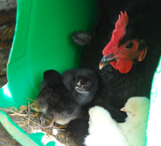 DSC_0168 new chicks.jpg