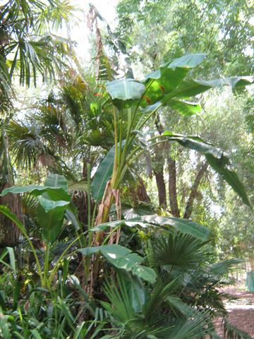 Banana Plant 003 (Small).jpg