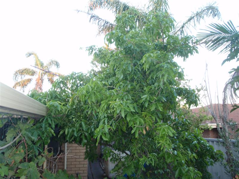 P2120439 (Medium).JPG