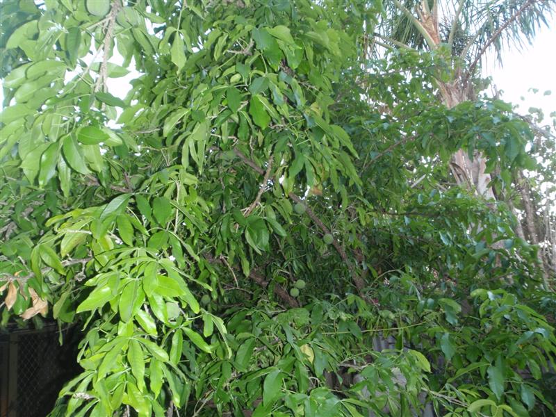 P2120440 (Medium).JPG