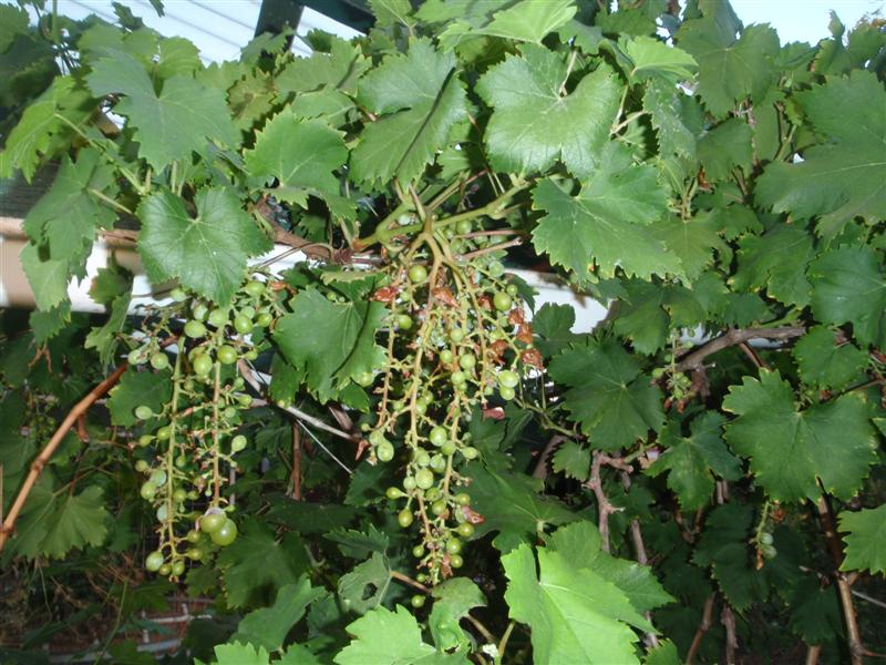 P2120444 (Medium).JPG