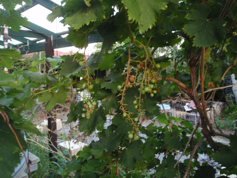 P2120446 (Medium).JPG