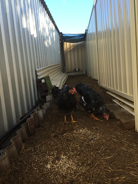 IMG_0987 resized.jpg