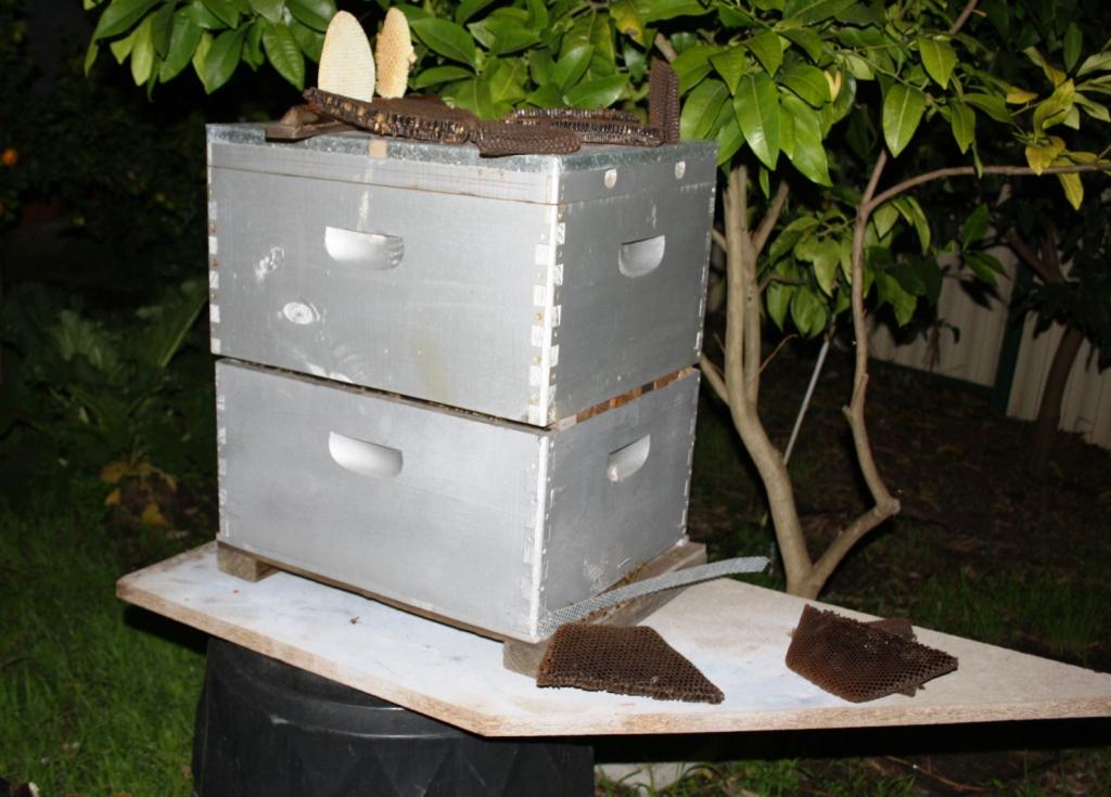 Transferred hive.jpg