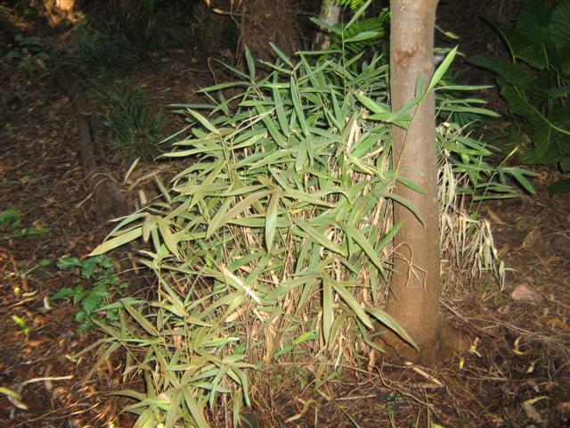 Arundinaria viridistriata (Small).jpg