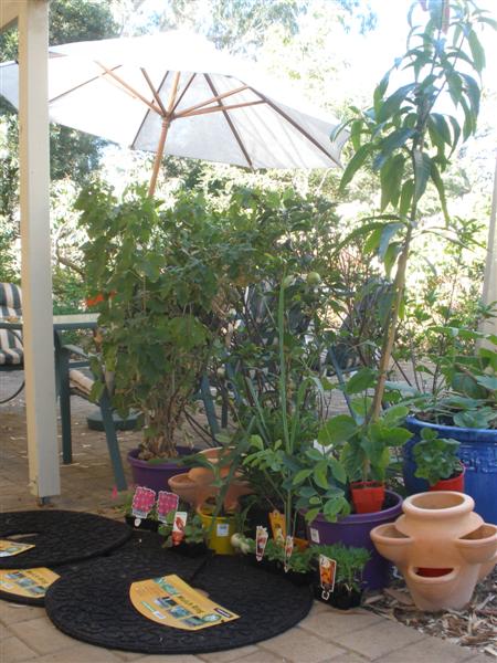 P2130068 (Medium).JPG