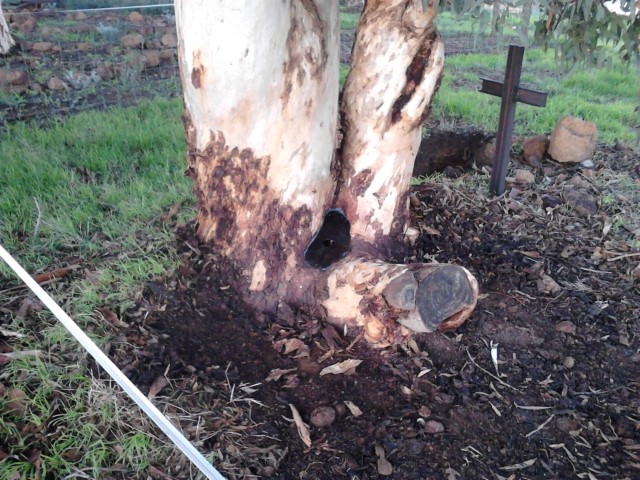 IMG569 (Medium) (Small).jpg