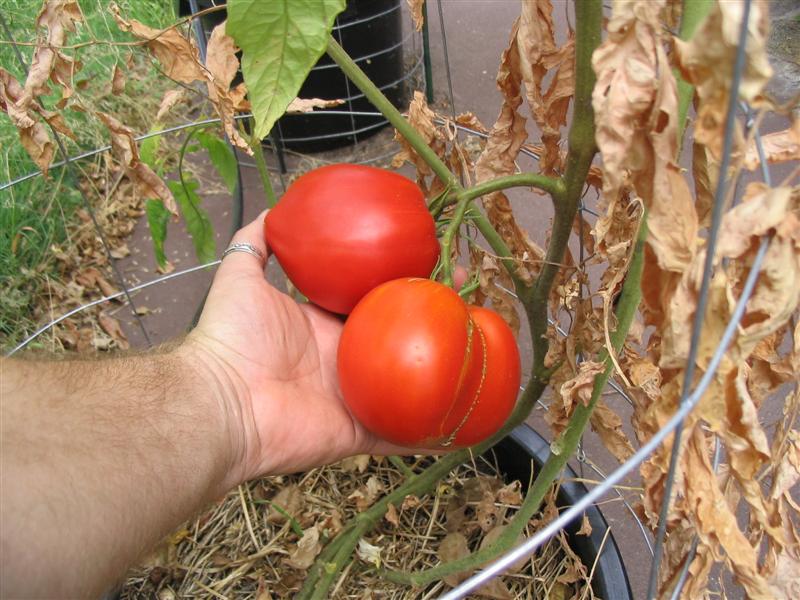 IMG_0994 (Medium).jpg