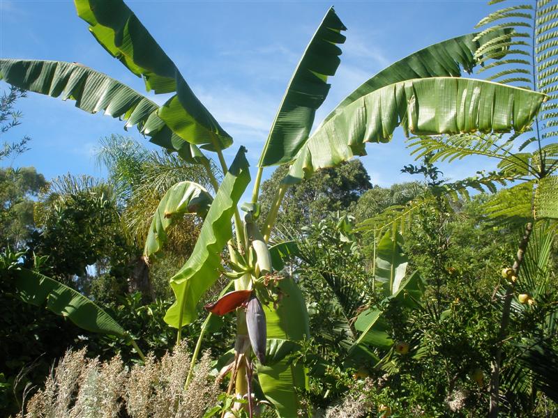 bananas (Medium).JPG