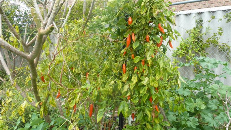 P1040542 (Medium).JPG