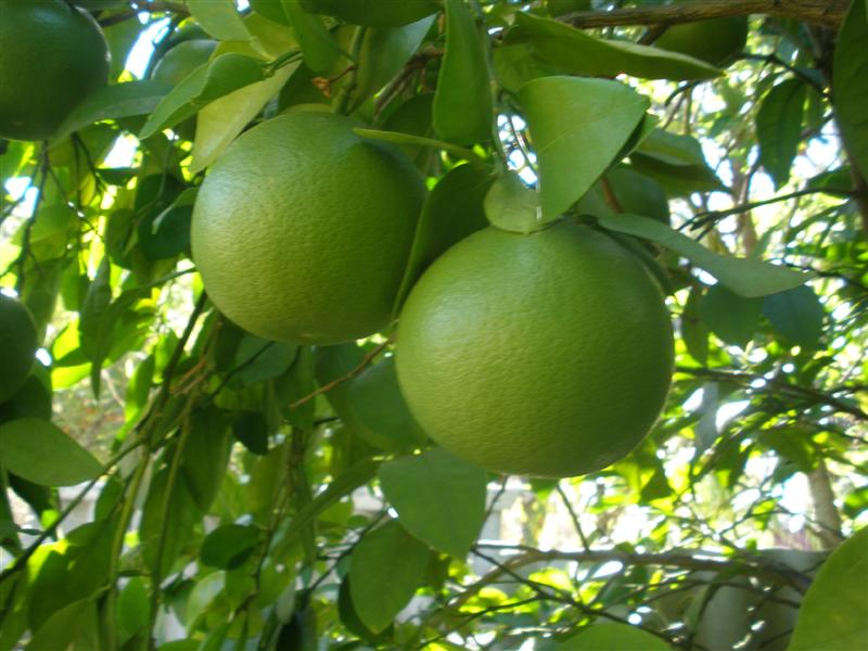 grapefruit (Medium).JPG