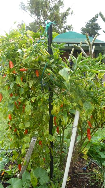 P1040543 (Medium).JPG