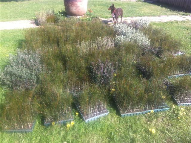 Picture 002 (Small).jpg