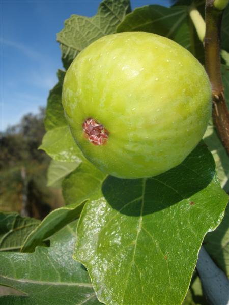 fig (Medium).JPG