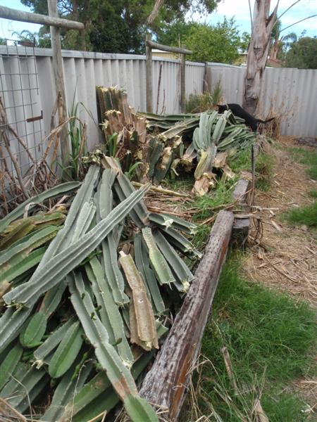 P2170410 (Medium).JPG