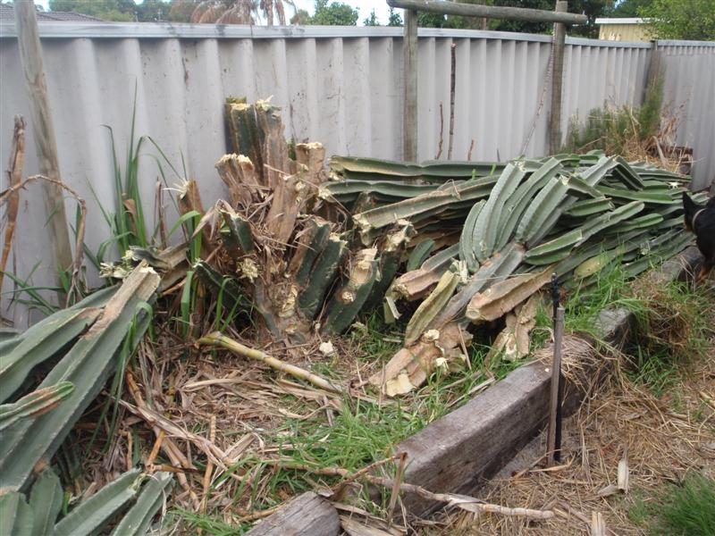 P2170409 (Medium).JPG