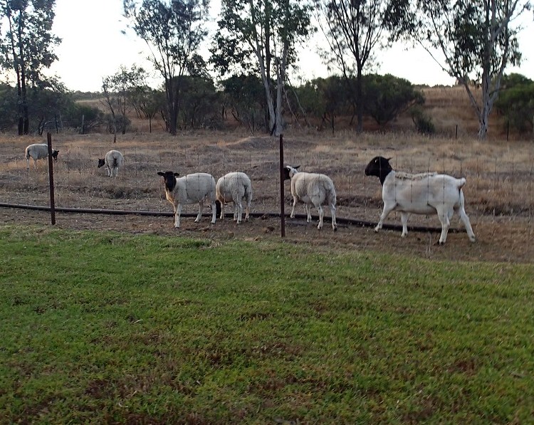 Ram and the girls.jpg